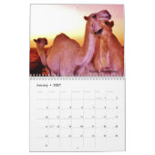 Calendrier Chameaux du Moyen-Orient (Jan 2027)