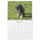Calendrier chanceux 2013 de Schnauzer miniature de (Feb 2027)
