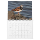 Calendrier Charadriidés de New Jersey (Mar 2026)