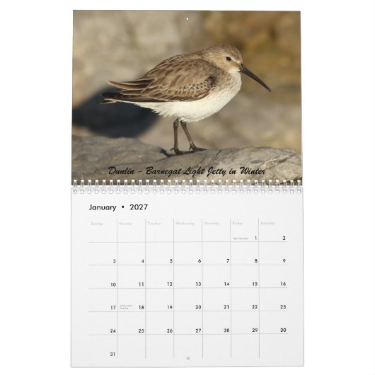 Calendrier Charadriidés de New Jersey (Jan 2027)