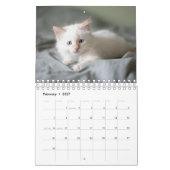 Calendrier Chat blanc (Feb 2027)