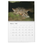 Calendrier - chat sauvage écossais (Feb 2026)
