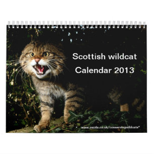 Calendrier - chat sauvage écossais