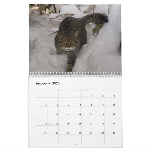 Calendrier - chat sauvage écossais (Jan 2026)