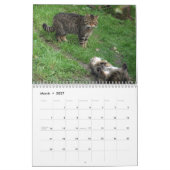Calendrier - chat sauvage écossais (Mar 2027)