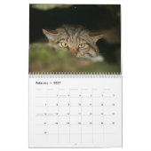 Calendrier - chat sauvage écossais (Feb 2027)