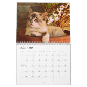 Calendrier chat sphynx Cute (Mar 2027)