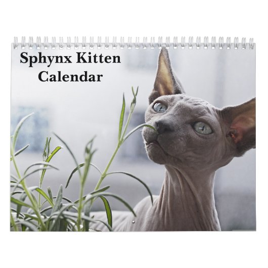 Calendrier Chaton Sphynx 2027 (Protection)