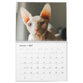 Calendrier Chaton Sphynx 2027 (Jan 2027)