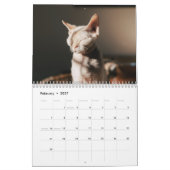 Calendrier Chaton Sphynx 2027 (Feb 2027)