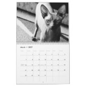 Calendrier Chaton Sphynx 2027 (Mar 2027)