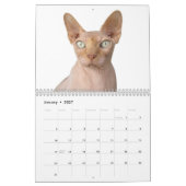Calendrier Chaton Sphynx 2027 (Jan 2027)