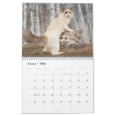 Calendrier Chatons Ragdoll Glamour (Jan 2026)