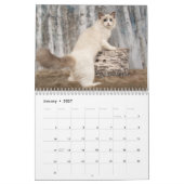 Calendrier Chatons Ragdoll Glamour (Jan 2027)