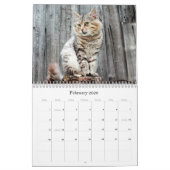Calendrier Chats Beaux portraits pour animaux (Feb 2026)