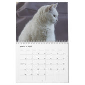 Calendrier Chats blancs 2021 (Mar 2027)