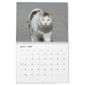 Calendrier Chats de Chypre par PaphosLife Calendar (Mar 2027)
