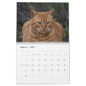 Calendrier Chats de Chypre par PaphosLife Calendar (Feb 2027)