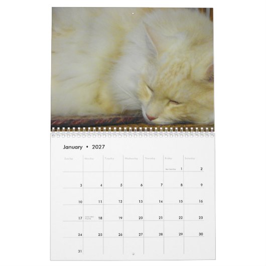 Calendrier Chats de ragondin du Maine (Jan 2027)