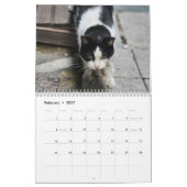 Calendrier Chats d'Istanbul (Feb 2027)