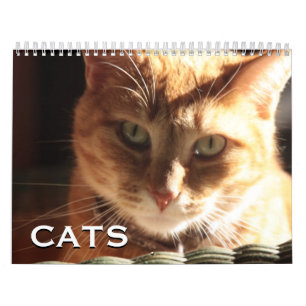Calendrier Chats et chatons