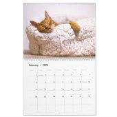 Calendrier Chats et chatons dormants Cute Kitty 2020 (Feb 2026)