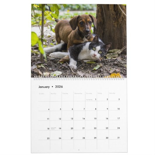 Calendrier Chats et chiens amis ensemble (Jan 2026)