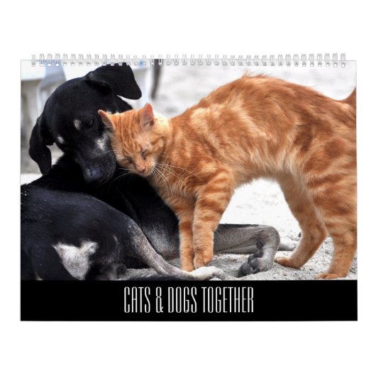 Calendrier Chats et chiens amis ensemble (Protection)