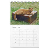 Calendrier Chats grecs - photos des petits compagnons (Feb 2027)