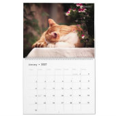 Calendrier Chats Lumineux HAMbWG (Jan 2027)