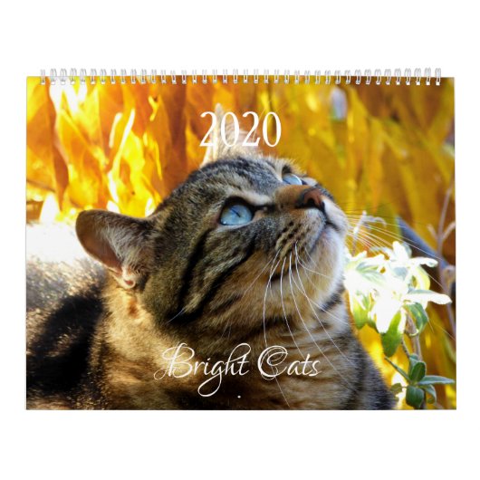 Calendrier Chats Lumineux HAMbWG (Protection)