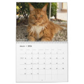 Calendrier Chats Maine Coon | Vie de Maine Coon (Mar 2026)