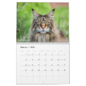 Calendrier Chats Maine Coon | Vie de Maine Coon (Feb 2026)