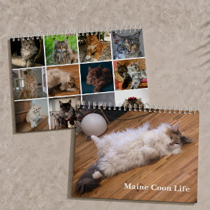 Calendrier Chats Maine Coon Vie de Maine Coon
