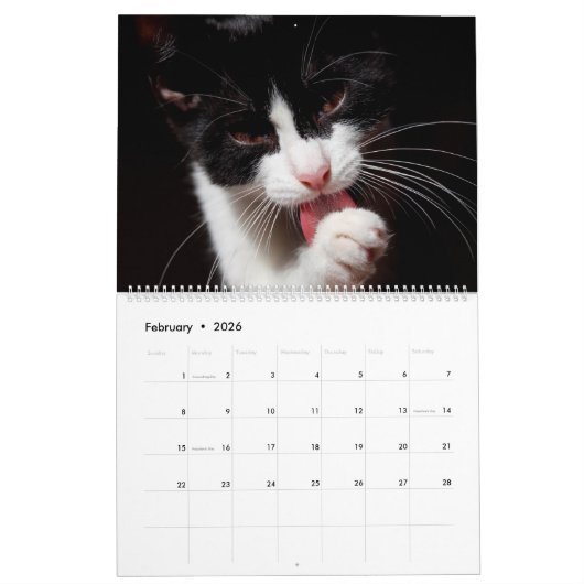 Calendrier Chats noirs et blancs et chatons Kitty Cat 2020 (Feb 2026)