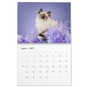 Calendrier Chats Ragdoll Angéliques (Mar 2027)