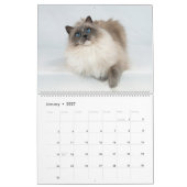 Calendrier Chats Ragdoll Angéliques (Jan 2027)