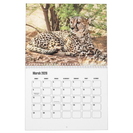 Calendrier Cheetah (Mar 2026)