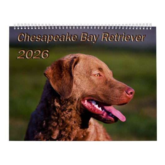 Calendrier Chesapeake Bay Retriever 2026 Calendar (Protection)