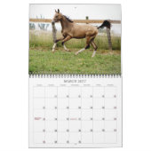 Calendrier Cheval Akhal-Teke 2 (Mar 2027)