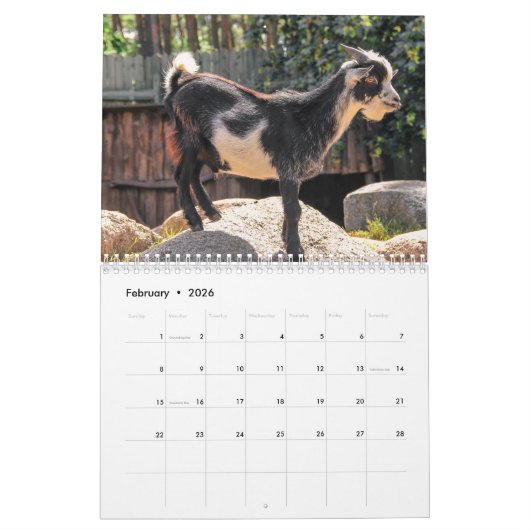 Calendrier Chèvre 2025 (Feb 2026)