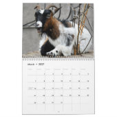 Calendrier Chèvre 2025 (Mar 2027)