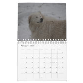 Calendrier Chien à mouton Maremma 2022 PetitCalendrier, Blanc (Feb 2026)