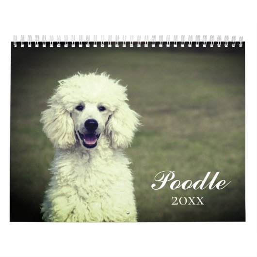 Calendrier Chien de caniche mignon (Protection)
