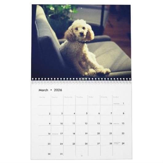 Calendrier Chien de caniche mignon (Mar 2026)