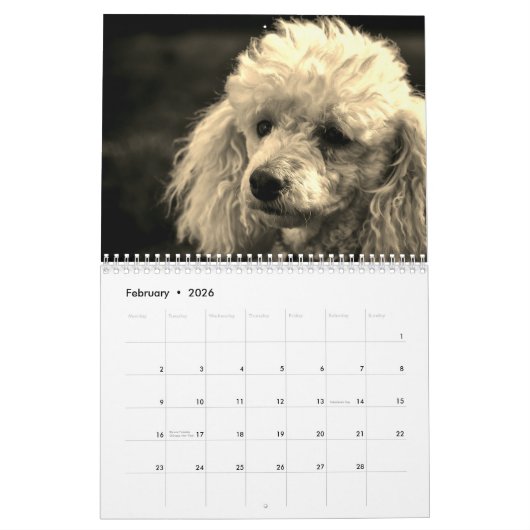 Calendrier Chien de caniche mignon (Feb 2026)