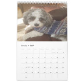 Calendrier Chien de Cavachon mignon (Jan 2027)