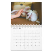 Calendrier Chien maltais (Jan 2026)