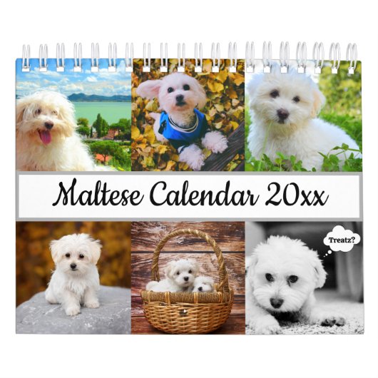 Calendrier Chien maltais (Protection)