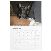 Calendrier Chien Mia Chihuahua 2024 (Feb 2026)